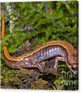 Seepage Salamander #2 Canvas Print