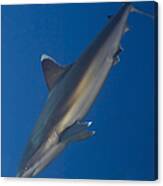 Silvertip Shark, Kimbe Bay, Papua New #2 Canvas Print