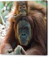 Sumatran Orangutan Pongo Abelii Mother #2 Canvas Print