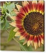 Sunflower #1 Canvas Print