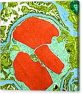 Tem Of Glomerulus Capillary Loop #2 Canvas Print
