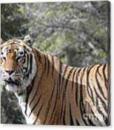 Tiger #2 Canvas Print