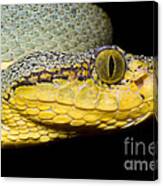 Two Striped Forest Pit Viper #2 Canvas Print