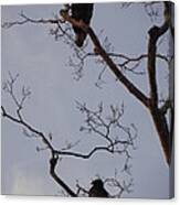 2 Vultures At Sunrise Canvas Print
