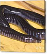 West African Caecilian #2 Canvas Print