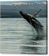 Whale Jumping #2 Canvas Print