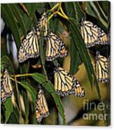 Butterflies #25 Canvas Print