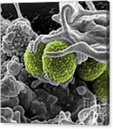 Methicillin-resistant Staphylococcus Canvas Print