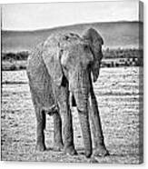 African Elephant In The Masai Mara #4 Canvas Print