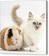 Blue-point Kitten And Guinea Pig #3 Canvas Print
