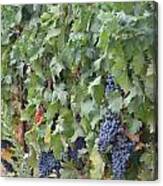 Grapes On The Vine #3 Canvas Print