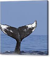 Humpback Whale Tail Maui Hawaii #3 Canvas Print