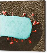 Lambda Phage On E. Coli #3 Canvas Print