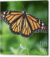 Monarch Butterfly #3 Canvas Print