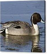 Northern Pintail #3 Canvas Print