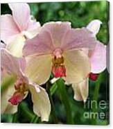 Orchid  #3 Canvas Print