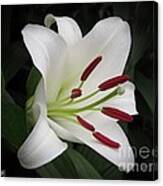 Oriental Lily Named Casa Blanca #3 Canvas Print