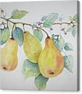 3 Pears Canvas Print