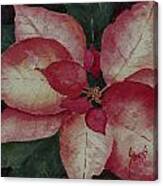 Poinsettia #3 Canvas Print