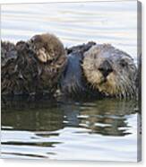 Sea Otter Mother And Pup Elkhorn Slough #3 Canvas Print