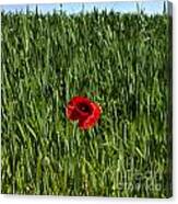 Single Poppy Flower  In A Field Of Wheat #3 Canvas Print