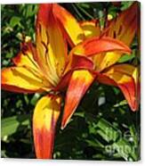 Asiatic Lily Named Cancun #4 Canvas Print