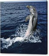 Bottlenose Dolphin Tursiops Truncatus #4 Canvas Print
