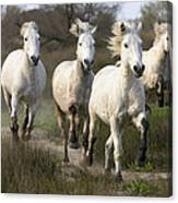 Camargue Horse Equus Caballus Group #4 Canvas Print