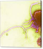 Parainfluenza Virus #4 Canvas Print