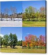 4 Season Trees Canvas Print