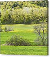 Spring Farm Landscape With Dandelion Bloom In Maine #4 Canvas Print
