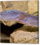 Austin Blind Salamander #5 Canvas Print