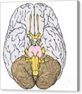 Illustration Of Cranial Nerves #5 Canvas Print