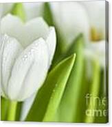 White Tulips #5 Canvas Print