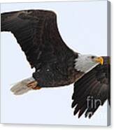 Bald Eagle #52 Canvas Print