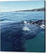 Southern Right Whale Argentina Canvas Print