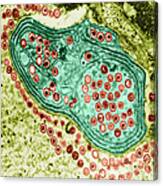 Herpes Simplex Virus, Tem #7 Canvas Print