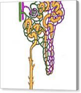 Illustration Of Nephron #7 Canvas Print