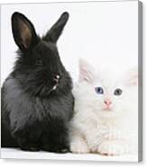 Kitten And Rabbit #7 Canvas Print