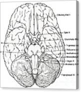 Illustration Of Cranial Nerves #8 Canvas Print