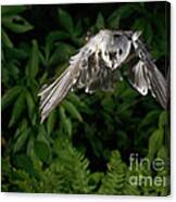 Tufted Titmouse In Flight #8 Canvas Print
