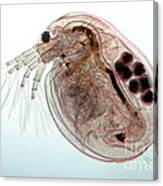 Water Flea Daphnia Magna #8 Canvas Print