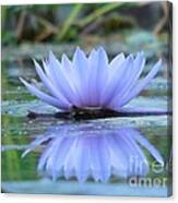 A Beautiful Water Lily Reflection Canvas Print