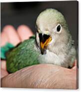 A Bird In The Hand... Canvas Print