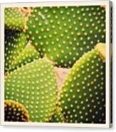 A #cactus... #abstract #latergram Canvas Print