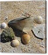 A Collection Of Beach Nature Canvas Print