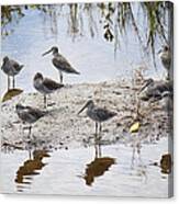 A Fling Of Long Billed Dowitchers Canvas Print