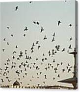 A Flock Of Pigeons Crowding One Of The Structures On Top Of The Red Fort Canvas Print