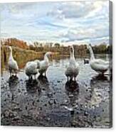A Gaggle Of Geese 1 Canvas Print