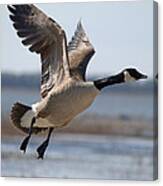 A Goose Taking Off In Flight Canvas Print